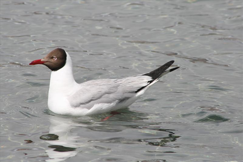 DUCK AT PANGONG TSO LAKE